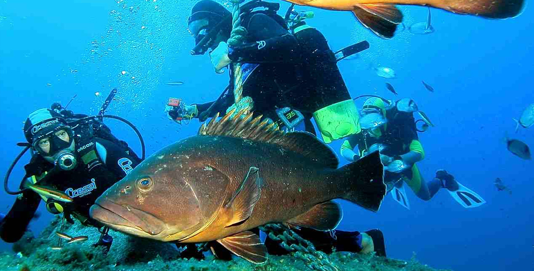 immersioni_scuba_revolution_citta_delle_cernie