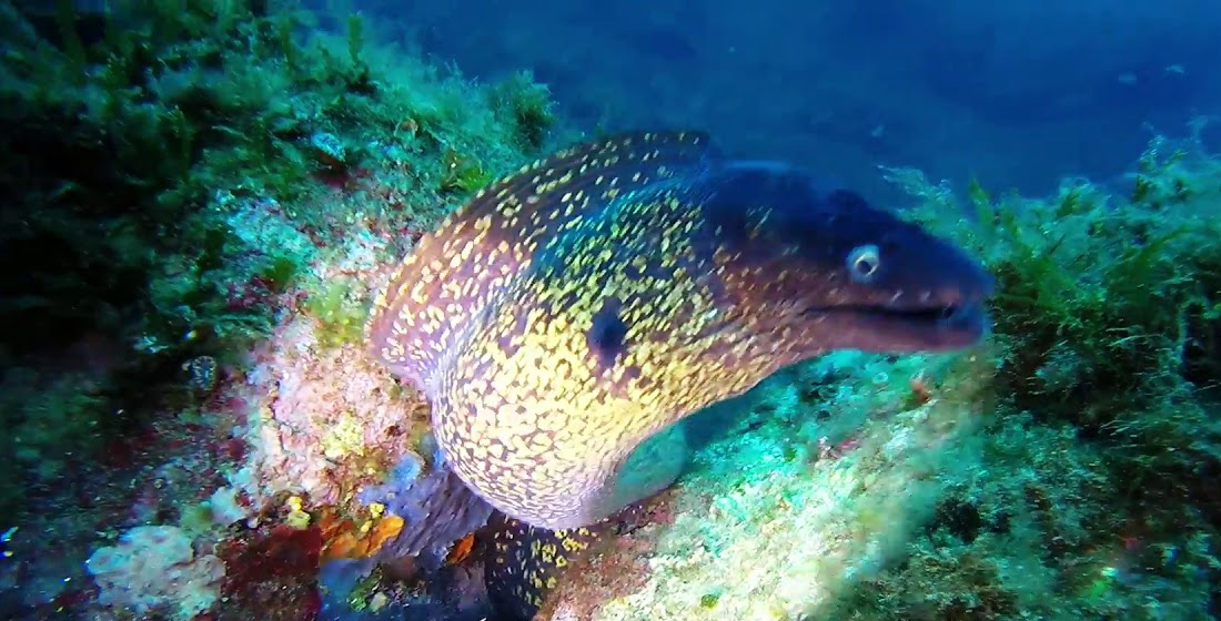 immersioni_scuba_revolution_i_picchi_caprera