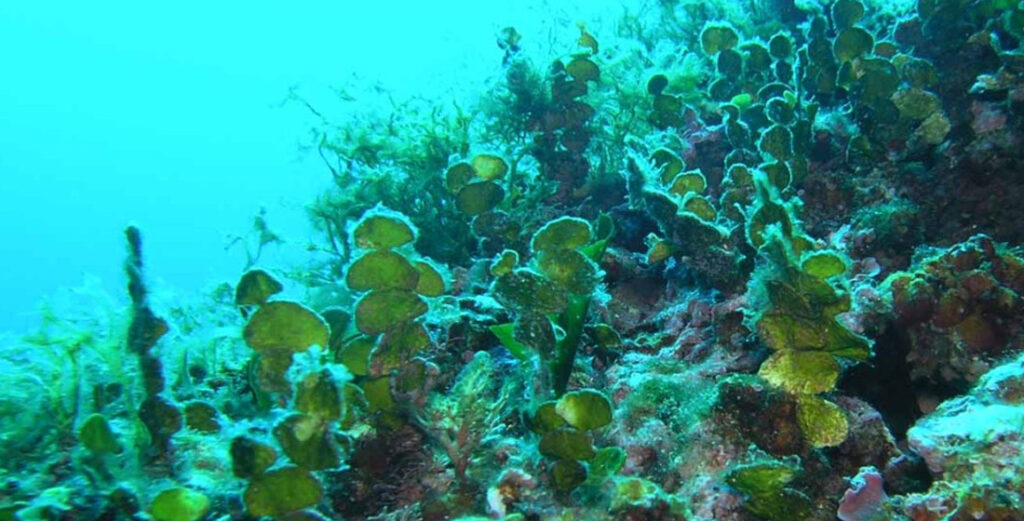 il fiordino punto di immersione a caprera scuba revolution