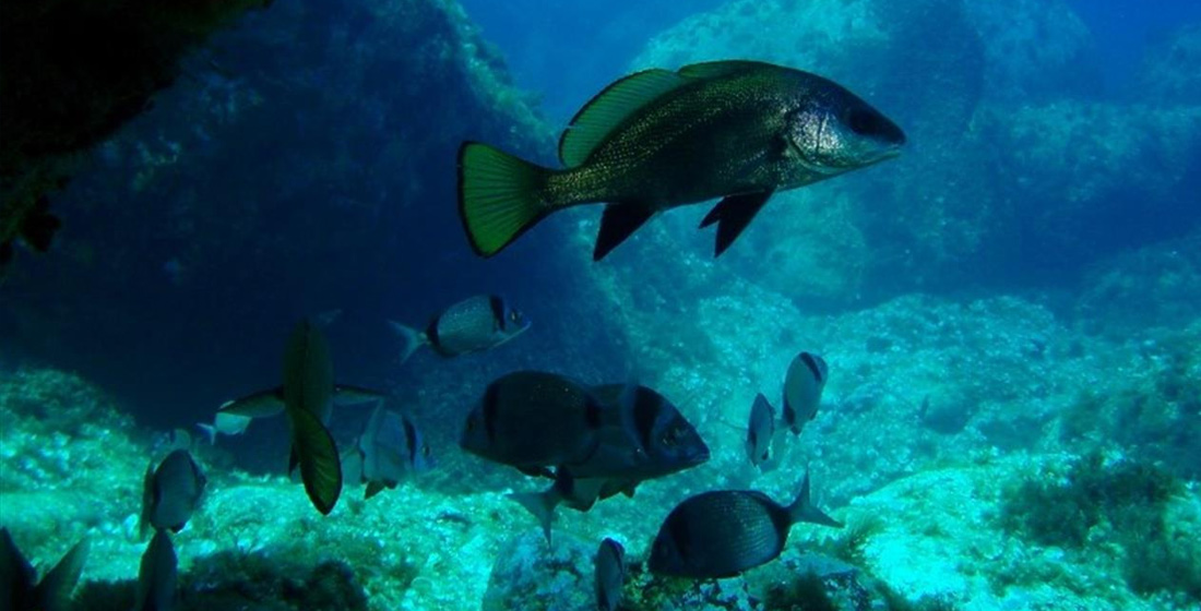 immersioni_scuba_revolution_il_grottino_ricciole_caprera