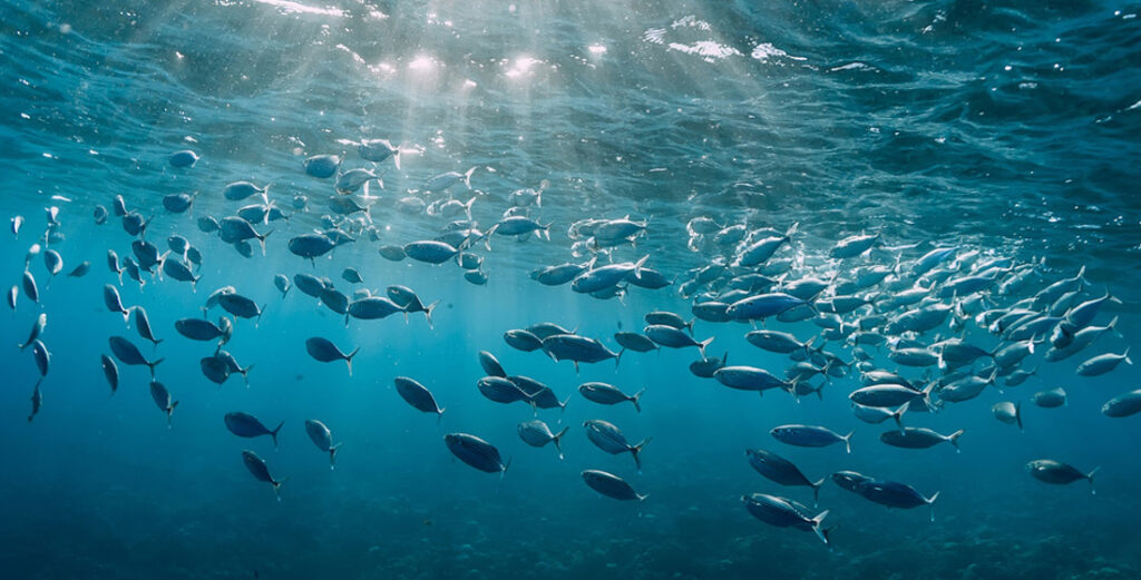 immersioni_scuba_revolution_la_spacca_secca_dei_monaci_tonni