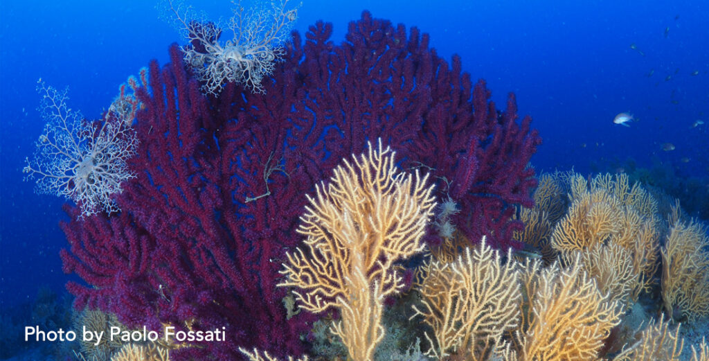 immersioni scuba revolution mortoriotto