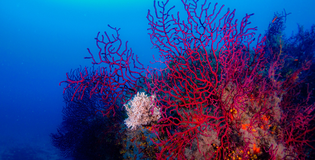 immersioni_scuba_revolution_secca_del_toro