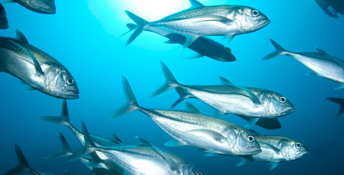 immersioni_scuba_revolution_secca_della_vacca