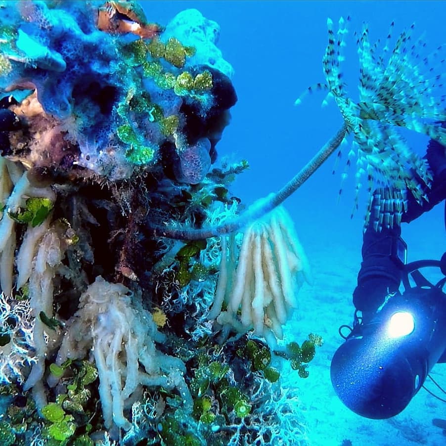immersioni diving sardinia nord sardegna punta rossa